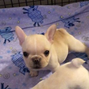 Looking for Frenchie Puppy Supplies